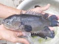 Đà Nẵng: Hỗ trợ nuôi cá rô đầu vuông