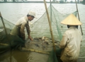 Thái Thụy (Thái Bình): Hiệu quả mô hình nuôi cá rô phi lai xa