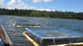 Mỹ: Nuôi thử nghiệm cá rô phi với cá da trơn