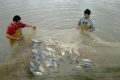 Tiềm năng xuất khẩu cá rô phi