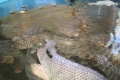 Trung Quốc: Xuất khẩu cá rô phi sang Mỹ chững lại