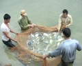 Cá rô phi Cát Phú ở xã Sông Khoai