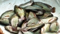 Đồng Tháp: Giá cá sặc rằn giảm mạnh
