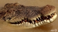 Kinh hoàng cá sấu ăn thịt người chỉ còn lại... đầu