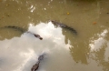 Rộ tin cá sấu xổng chuồng nổi trên sông Cà Mau