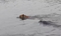 Truy tìm cá sấu trên sông Soài Rạp