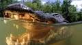 Mỹ: Khuyến khích ăn thịt cá sấu bảo vệ môi trường