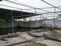 Từ chối bán 50.000 cá sấu cho Trung Quốc