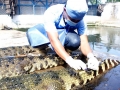 Đến cá sấu cũng ‘sợ’ thương lái Trung Quốc