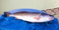 Bình Định: Bắt được cá sủ vàng nặng 7 kg