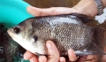 Bệnh "sùi bọt cua" gây khó cho người nuôi cá tai tượng
