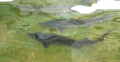 Triển vọng từ mô hình nuôi cá tầm ở Sơn Tây