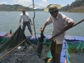 Cá tầm VN lao đao vì cá Trung Quốc