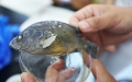 Cá ăn thịt đồng loại thống trị dòng sông ở Trung Quốc