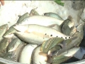 Hiệu quả mô hình nuôi cá thát lát cườm ghép cá sặc rằn bằng thức ăn công nghiệp