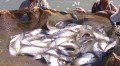 Cá thát lát sinh lời nửa tỷ đồng mỗi năm cho nông dân