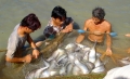Những loài cá mang lại bạc tỷ cho nông dân