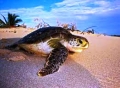 Quảng Bình:  Tự nguyện giao nộp cá thể rùa biển quý hiếm