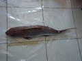 Nghiên cứu đặc điểm sinh học và sinh sản của cá thiều Arius thalassinus Rüppell tại vùng biển tỉnh Kiên Giang