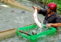 Điêu đứng vì không bán được cá tra “siêu trọng”