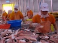 Giá cá tra giảm mạnh ở ĐBSCL