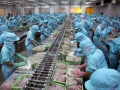 Tạo "đẳng cấp" cho sản phẩm cá tra trên thị trường thế giới