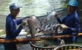 Trung Quốc giảm mua, người nuôi cá tra điêu đứng