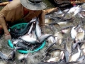 Nông dân nuôi cá tra “treo” ao diện rộng