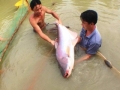 Cá tra nuôi nặng hơn 30 kg, dài gần 1,5 m