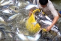 Đề xuất gói tín dụng 9.000 tỷ đồng cứu cá tra