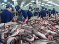 Chính phủ đồng ý sửa đổi Nghị định 36 về nuôi, chế biến và xuất khẩu cá tra