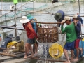 Đồng Tháp: Giải pháp phát triển bền vững ngành cá tra