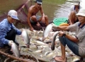Mỹ có thể sẽ hủy bỏ thanh tra cá tra năm 2014