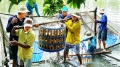 Năm giá cá tra nguyên liệu “không thấy đỉnh”