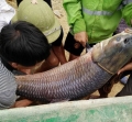 "Quái vật" cá trắm dài gần bằng thân người nặng 52kg