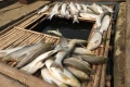 Nhà máy đường Hòa Bình đền bù khoảng 1,4 tỷ đồng vụ cá chết