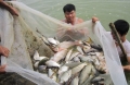 Thái Nguyên: Hiệu quả bước đầu từ mô hình nuôi cá trắm