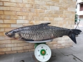 Câu được cá trắm đen hiếm có nặng 41 kg