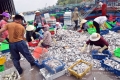 Quỳnh Lưu: Ngư dân trúng đậm cá trích, cá bạc má