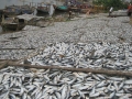 Quảng Nam: Ngư dân trúng đậm cá trích