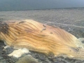 Xác cá voi dài 10 m dạt vào bờ biển Hà Tĩnh