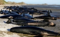 New Zealand lo xác cá voi phát nổ như bom