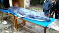 Quảng Nam: Cá voi trọng thương dạt vào bờ