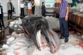 Hàn Quốc quyết đánh bắt cá voi, bất chấp phản đối của quốc tế