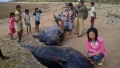 Dân Indonesia xẻ thịt hàng chục cá voi mắc cạn