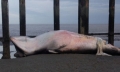 Cá voi 10 tấn chết vì bị tàu đâm gãy cột sống