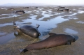 39 con cá voi chết vì mắc cạn
