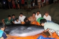 Giải cứu cá voi hơn 2 tấn bị mắc cạn