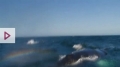 Cá voi tạo cầu vồng trên mặt biển