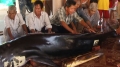 Phú Yên: Cá ông dài gần 3,6m trôi dạt vào bờ